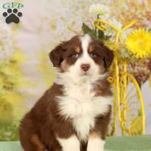 Gary, Australian Shepherd Puppy